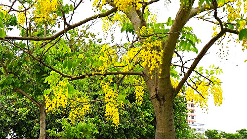 桃園陽明公園:【桃園景點】金色迷戀黃金雨~桃園陽明公園阿勃勒