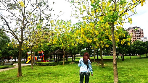 桃園陽明公園:【桃園景點】金色迷戀黃金雨~桃園陽明公園阿勃勒
