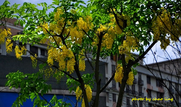 樹林柑園-1.JPG - 2016夏之豔陽