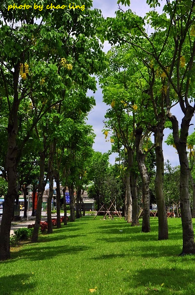 樹林柑園-5.JPG - 2016夏之豔陽