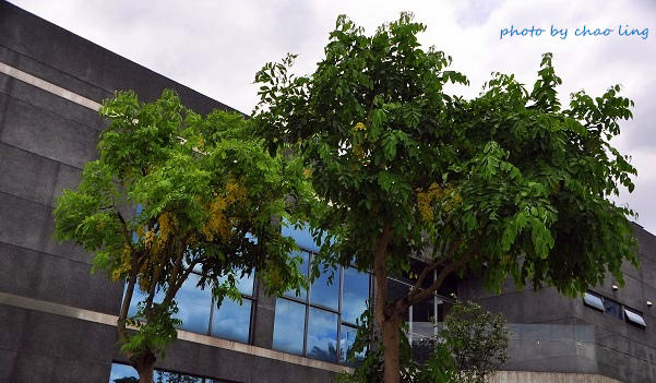 樹林柑園-3.JPG - 2016夏之豔陽