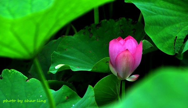 三樹路荷花池-2.JPG - 2016夏之豔陽