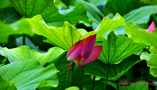 三樹路荷花池-3.JPG - 2016夏之豔陽