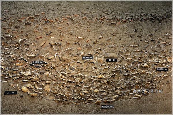 十三行博物館(Shihsanhang Museum of Archaeology):【新北】八里區。新北市立十三行博物館