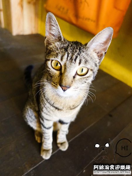 【桃園飲料】微笑杯杯 Smile cup-限量鴛鴦雙享杯,兩半一杯飲料,創意心鮮看得見!.桃園雙享茶/桃園特色飲料推薦/桃園龜山美食小吃