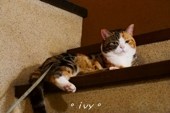 貓町日式簡餐：新竹東區。貓町  日式、洋食 創意料理