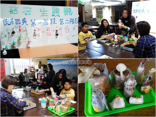 菇菇茶米館08-菇的生態瓶-種香菇過程