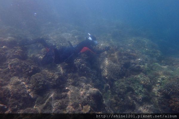 墾丁萬里桐浮潛 墾丁後壁湖浮潛 水到魚行潛水館