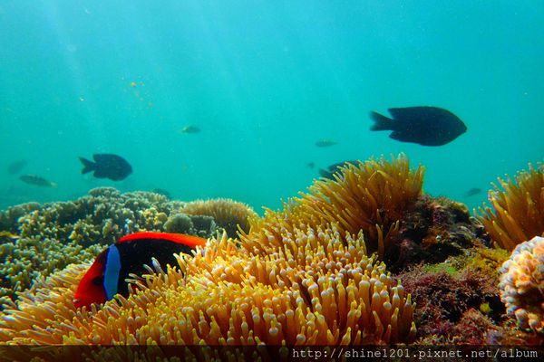 墾丁萬里桐浮潛 墾丁後壁湖浮潛 水到魚行潛水館
