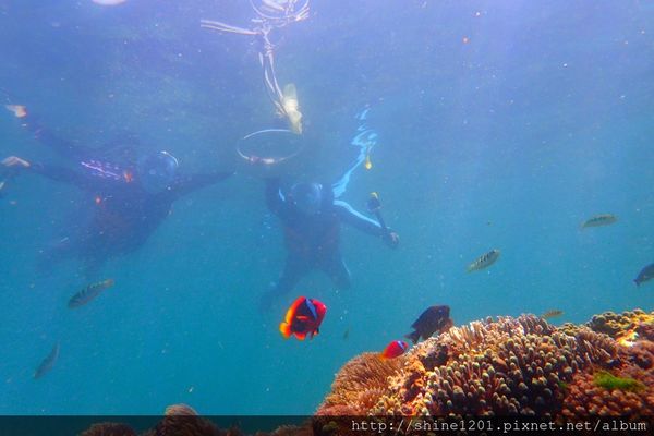 墾丁萬里桐浮潛 墾丁後壁湖浮潛 水到魚行潛水館