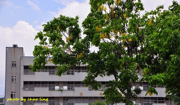 鳳鳴國中阿勃勒-3.JPG - 2016夏之豔陽(花季篇)