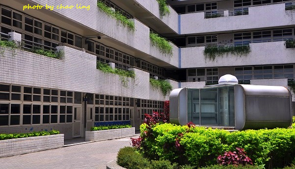 鳳鳴國中阿勃勒-19.JPG - 2016夏之豔陽(花季篇)