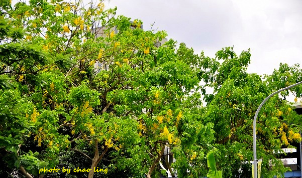 鳳鳴國中阿勃勒-2.JPG - 2016夏之豔陽(花季篇)