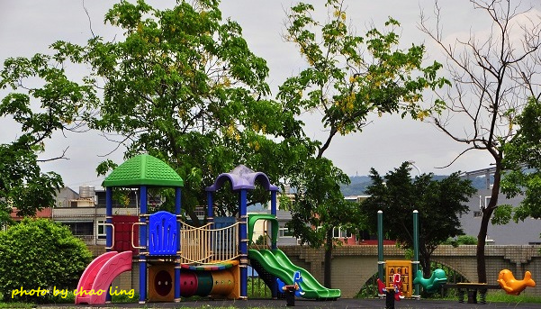 鳳鳴國中阿勃勒-14.JPG - 2016夏之豔陽(花季篇)