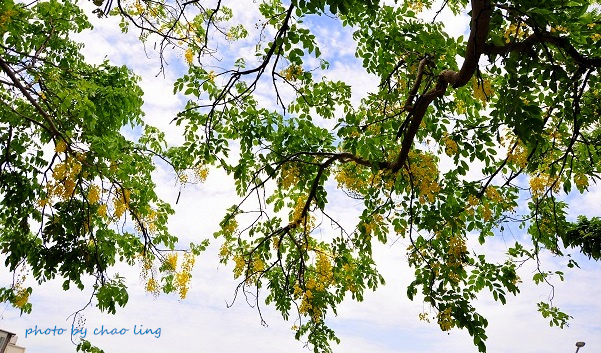 鳳鳴國中阿勃勒-1.JPG - 2016夏之豔陽(花季篇)
