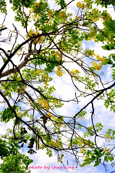 鳳鳴國中阿勃勒-12.JPG - 2016夏之豔陽(花季篇)