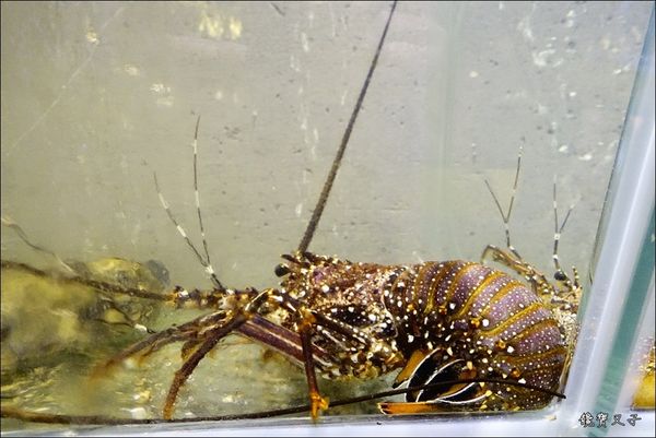 蟹驚艷 (10).JPG