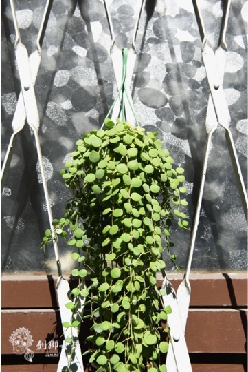 銅錢草茶屋寵物友善民宿 2.jpg