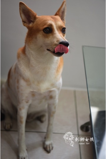 銅錢草茶屋寵物友善民宿 32.jpg