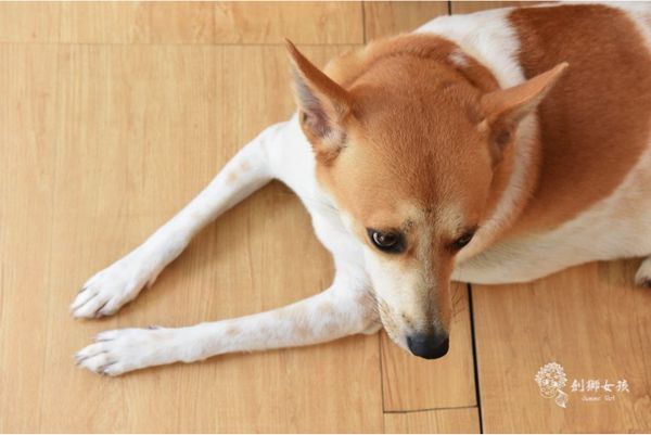 銅錢草茶屋寵物友善民宿 37.jpg