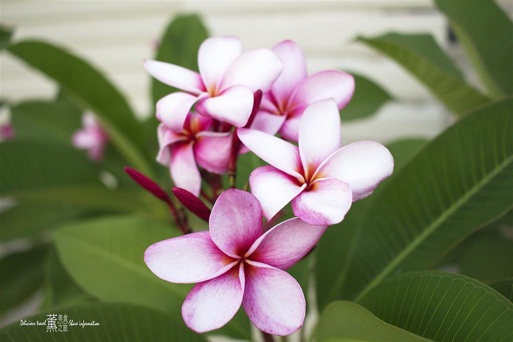 冰的大本營-嘉義