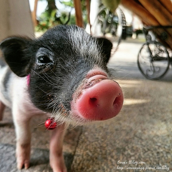 2016 May. 流浪到台東_2741_副本.jpg