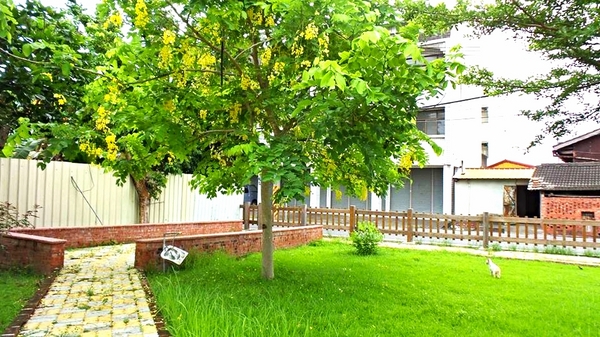 台南白河斗笠公園：【台南景點】台南白河斗笠公園~詔安社區金黃色阿勃勒