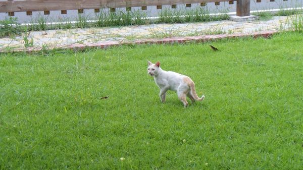 台南白河斗笠公園：【台南景點】台南白河斗笠公園~詔安社區金黃色阿勃勒