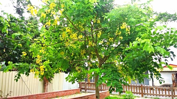 台南白河斗笠公園：【台南景點】台南白河斗笠公園~詔安社區金黃色阿勃勒