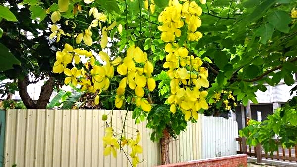 台南白河斗笠公園：【台南景點】台南白河斗笠公園~詔安社區金黃色阿勃勒