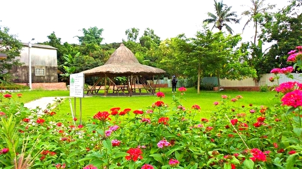 台南白河斗笠公園：【台南景點】台南白河斗笠公園~詔安社區金黃色阿勃勒