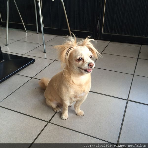 吉米老爹義大利麵:【竹北美食週記】超平價!口味比餐廳更濃厚,老闆怕出名的吉米老爹義大利麵。香甜金瓜濃湯,口味醇厚甘甜!大推薦!