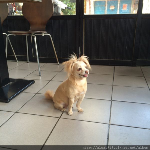 吉米老爹義大利麵:【竹北美食週記】超平價!口味比餐廳更濃厚,老闆怕出名的吉米老爹義大利麵。香甜金瓜濃湯,口味醇厚甘甜!大推薦!