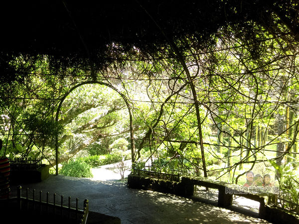 三峽白雞行脩宮24-藤葉形成的涼亭內