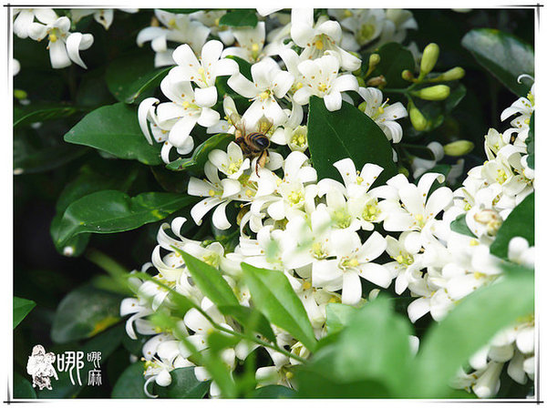 厚醍料理ROTI:【新竹 美食】厚醍料理ROTI