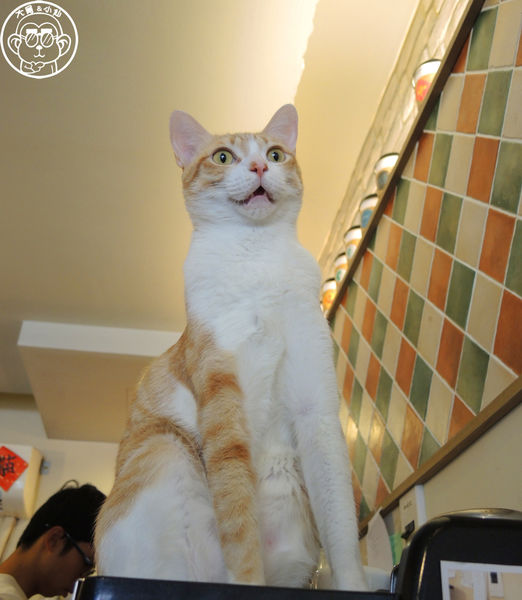 貓圖咖啡 CAT. jpg cafe:呷飽祙【台北大安・貓圖咖啡】親近人的店貓和好吃輕食