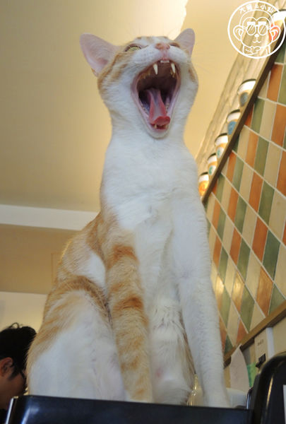 貓圖咖啡 CAT. jpg cafe:呷飽祙【台北大安・貓圖咖啡】親近人的店貓和好吃輕食