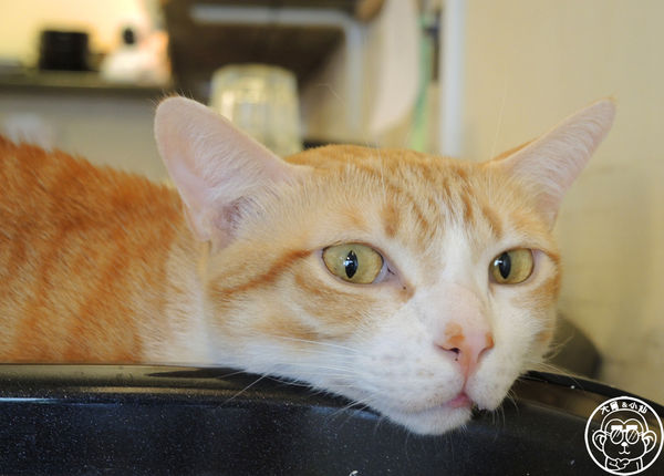 貓圖咖啡 CAT. jpg cafe:呷飽祙【台北大安・貓圖咖啡】親近人的店貓和好吃輕食