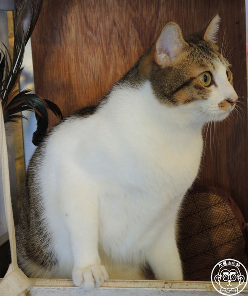 貓圖咖啡 CAT. jpg cafe:呷飽祙【台北大安・貓圖咖啡】親近人的店貓和好吃輕食