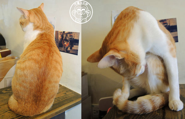 貓圖咖啡 CAT. jpg cafe:呷飽祙【台北大安・貓圖咖啡】親近人的店貓和好吃輕食