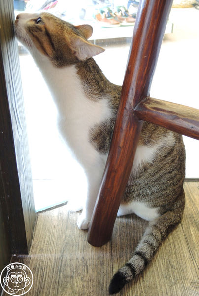 貓圖咖啡 CAT. jpg cafe:呷飽祙【台北大安・貓圖咖啡】親近人的店貓和好吃輕食