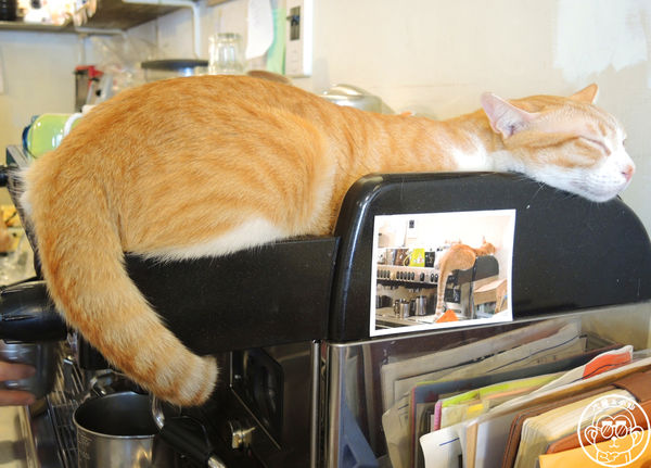 貓圖咖啡 CAT. jpg cafe:呷飽祙【台北大安・貓圖咖啡】親近人的店貓和好吃輕食