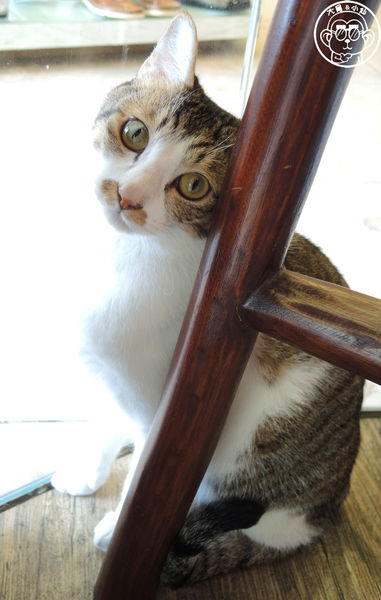貓圖咖啡 CAT. jpg cafe:呷飽祙【台北大安・貓圖咖啡】親近人的店貓和好吃輕食