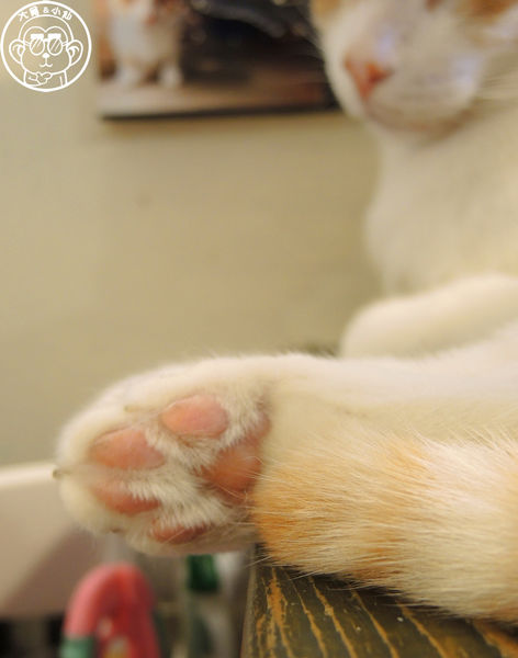 貓圖咖啡 CAT. jpg cafe:呷飽祙【台北大安・貓圖咖啡】親近人的店貓和好吃輕食