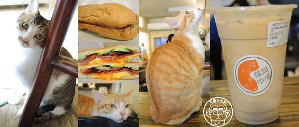 貓圖咖啡 CAT. jpg cafe:呷飽祙【台北大安・貓圖咖啡】親近人的店貓和好吃輕食
