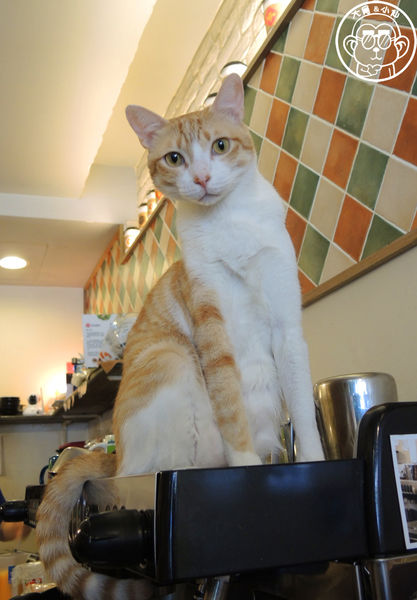 貓圖咖啡 CAT. jpg cafe:呷飽祙【台北大安・貓圖咖啡】親近人的店貓和好吃輕食
