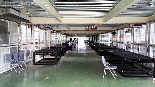 多內市集：桃園新景點~多肉市集&阿貓咖啡龍貓公車