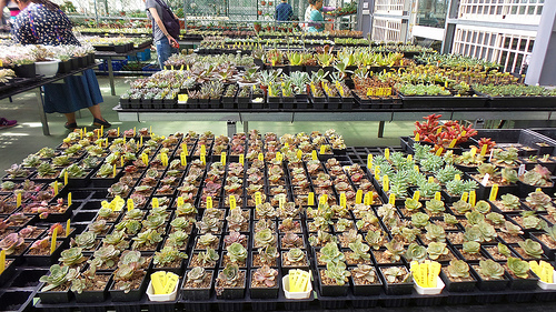 多內市集：桃園新景點~多肉市集&阿貓咖啡龍貓公車