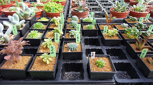 多內市集：桃園新景點~多肉市集&阿貓咖啡龍貓公車