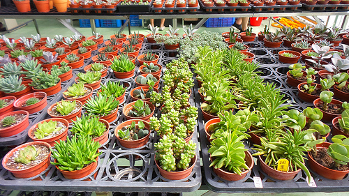 多內市集：桃園新景點~多肉市集&阿貓咖啡龍貓公車